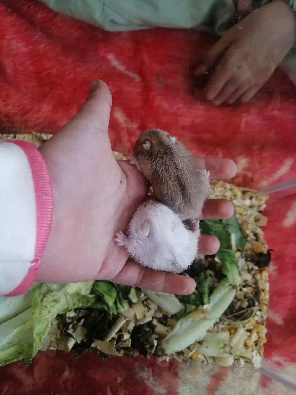 همستریه ماهه وبالغ دستی|موش و خرگوش|مشهد, چهارچشمه|دیوار