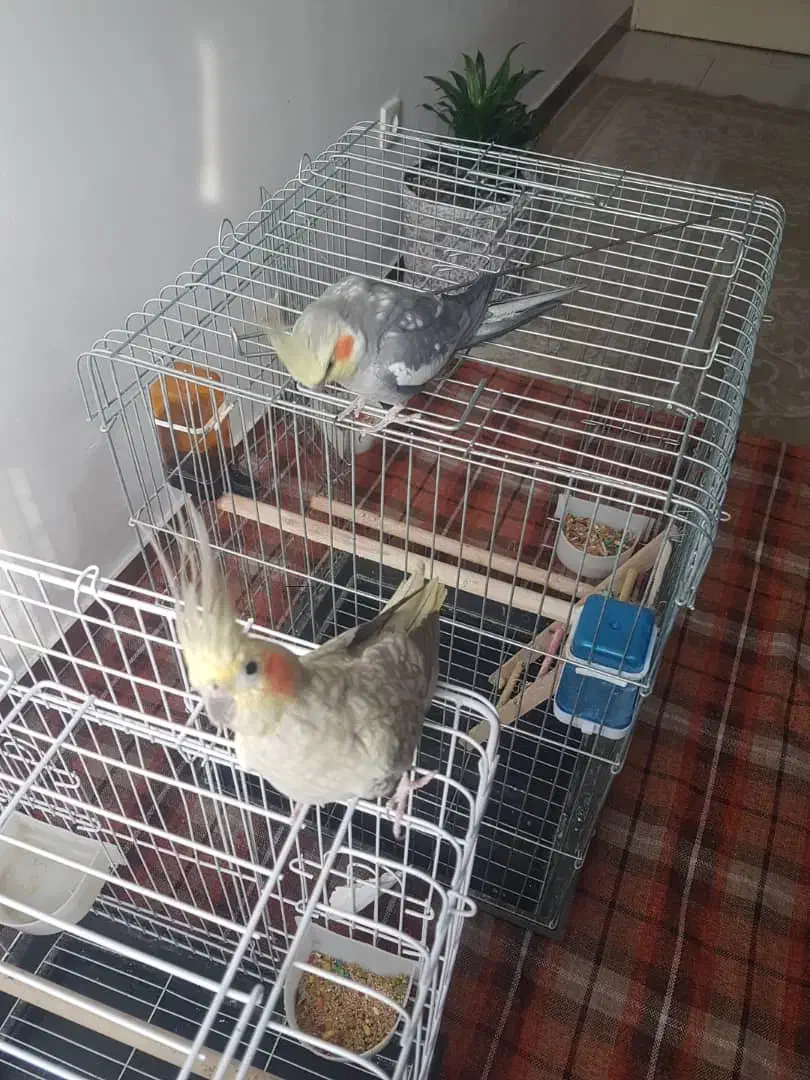 فروش عروس هلندی سخنگو|پرنده|محمدشهر, شهرک پیام (مهرالبرز)|دیوار