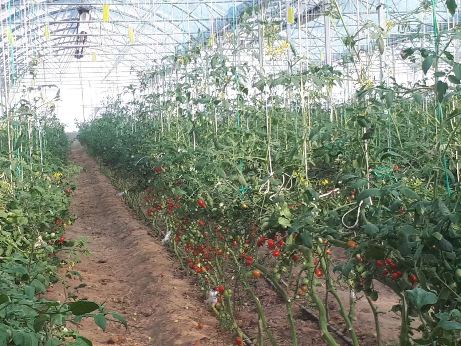 گلخانه صنعتی|فروش دفتر صنعتی، کشاورزی، تجاری|خوسف, |دیوار