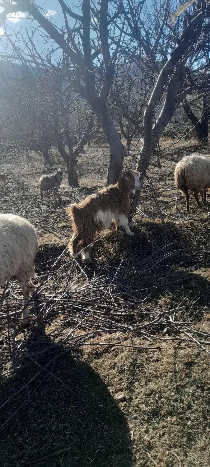 چهار تا بزغاله چاق برا قربانی و برا نگهداری|حیوانات مزرعه|مشگین شهر, |دیوار