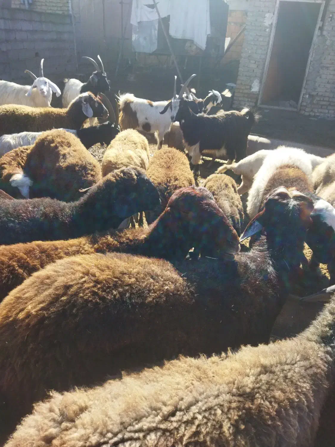 گوسفند و بز|حیوانات مزرعه|تربت جام, المهدی|دیوار