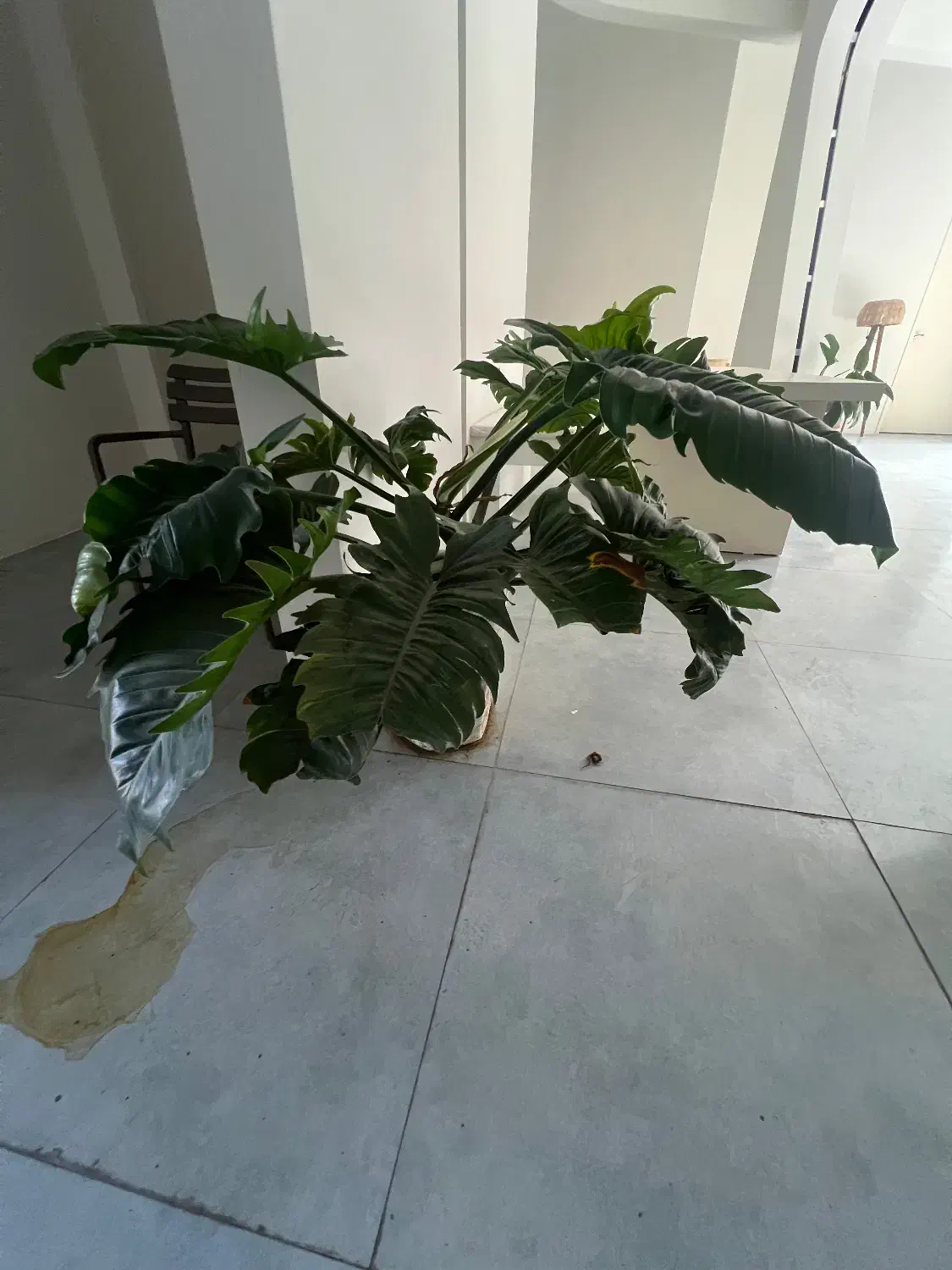 گل اپارتمانی|گل و گیاه طبیعی|بابل, |دیوار