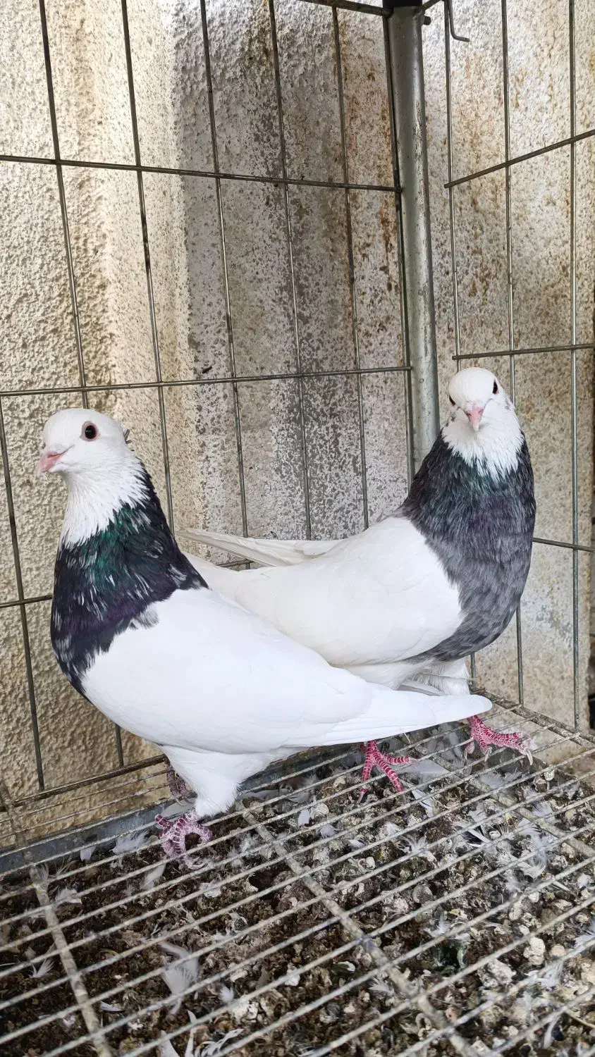 طوقی|پرنده|جم, |دیوار