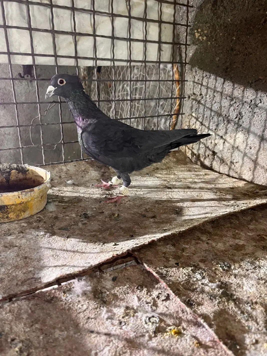 کفتر فروشی کرمونی|پرنده|مشهد, کارمندان دوم|دیوار