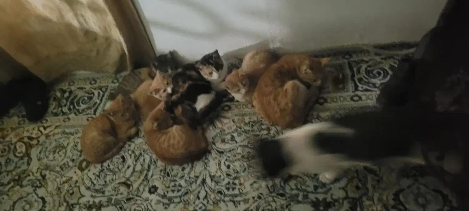 واگذاری رایگان گربه|گربه|قوچان, |دیوار