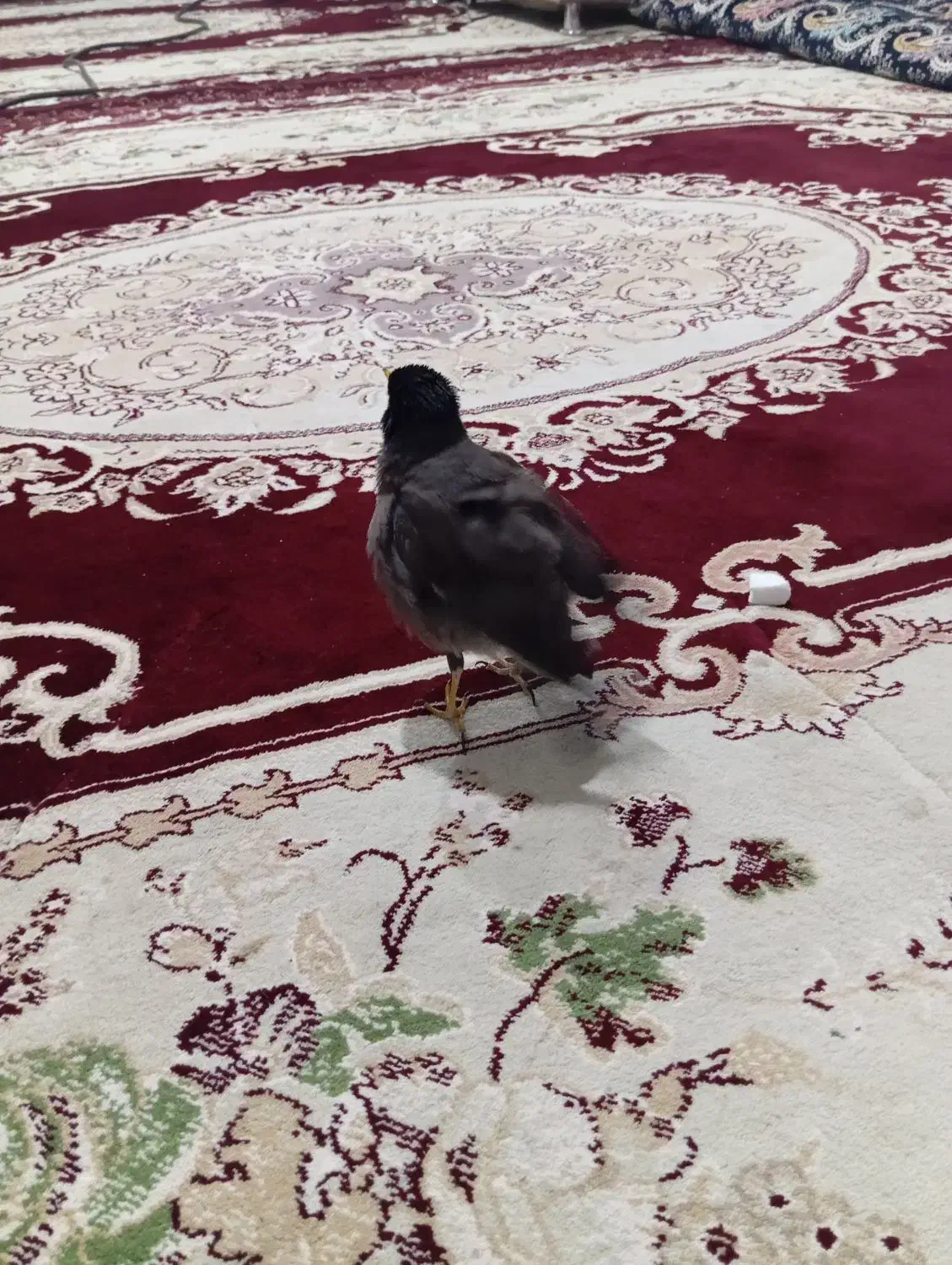 مرغ مینا|پرنده|تایباد, |دیوار