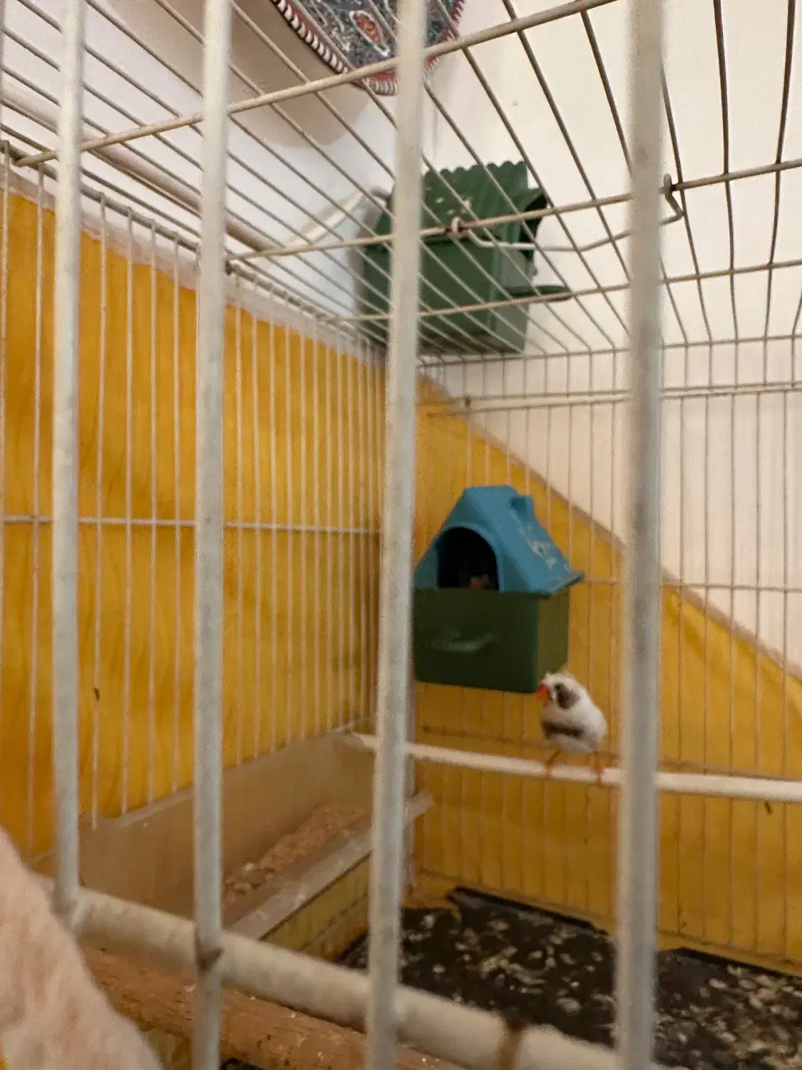 جفت فنچ لپ سیاه کاکلی(روی جوجه)|پرنده|طبس, |دیوار