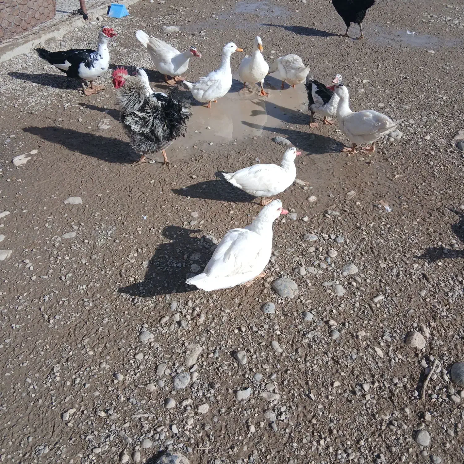 اردک شمالی|حیوانات مزرعه|بیرانوند, |دیوار