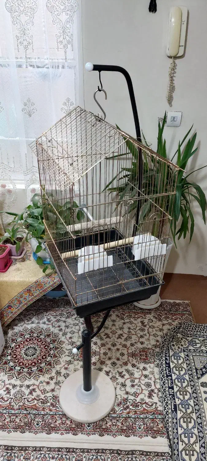 قفس سلطنتی|لوازم جانبی حیوانات|پاکدشت, پاکدشت (مامازند)|دیوار