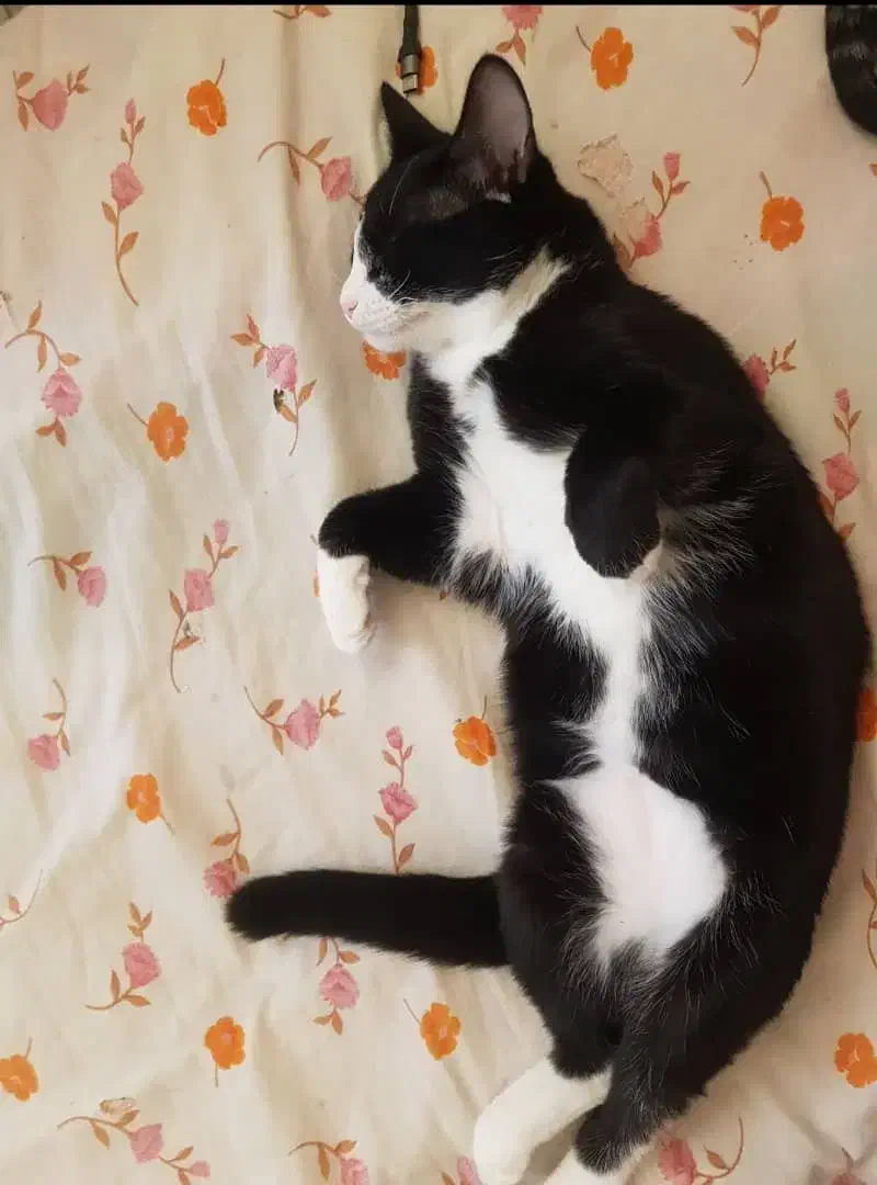 واگذاری گربه نژاد تاکسیدو|گربه|اهواز, بیست متری شهرداری|دیوار