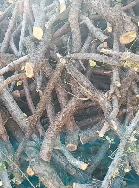 چوب میوه فروشی|عمده‌فروشی|شیدا, |دیوار