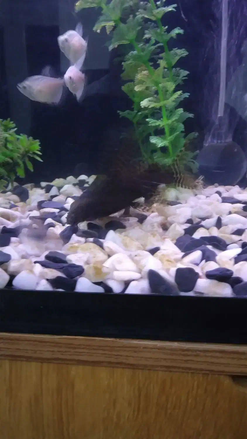 ماهی|ماهی|پاکدشت, حصار امیر|دیوار