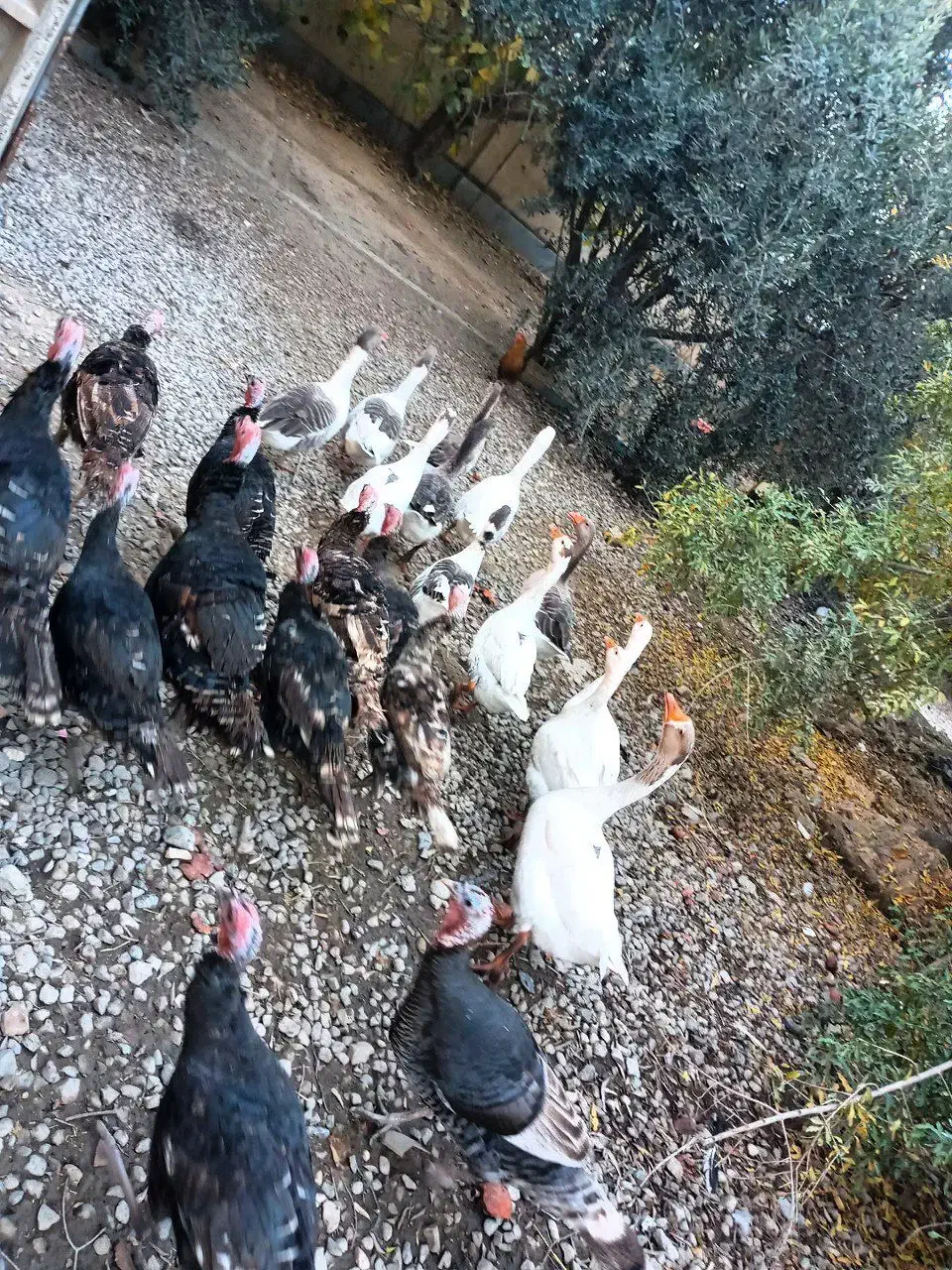 تعدادی بوقلمون و غاز|حیوانات مزرعه|انبارآلوم, |دیوار