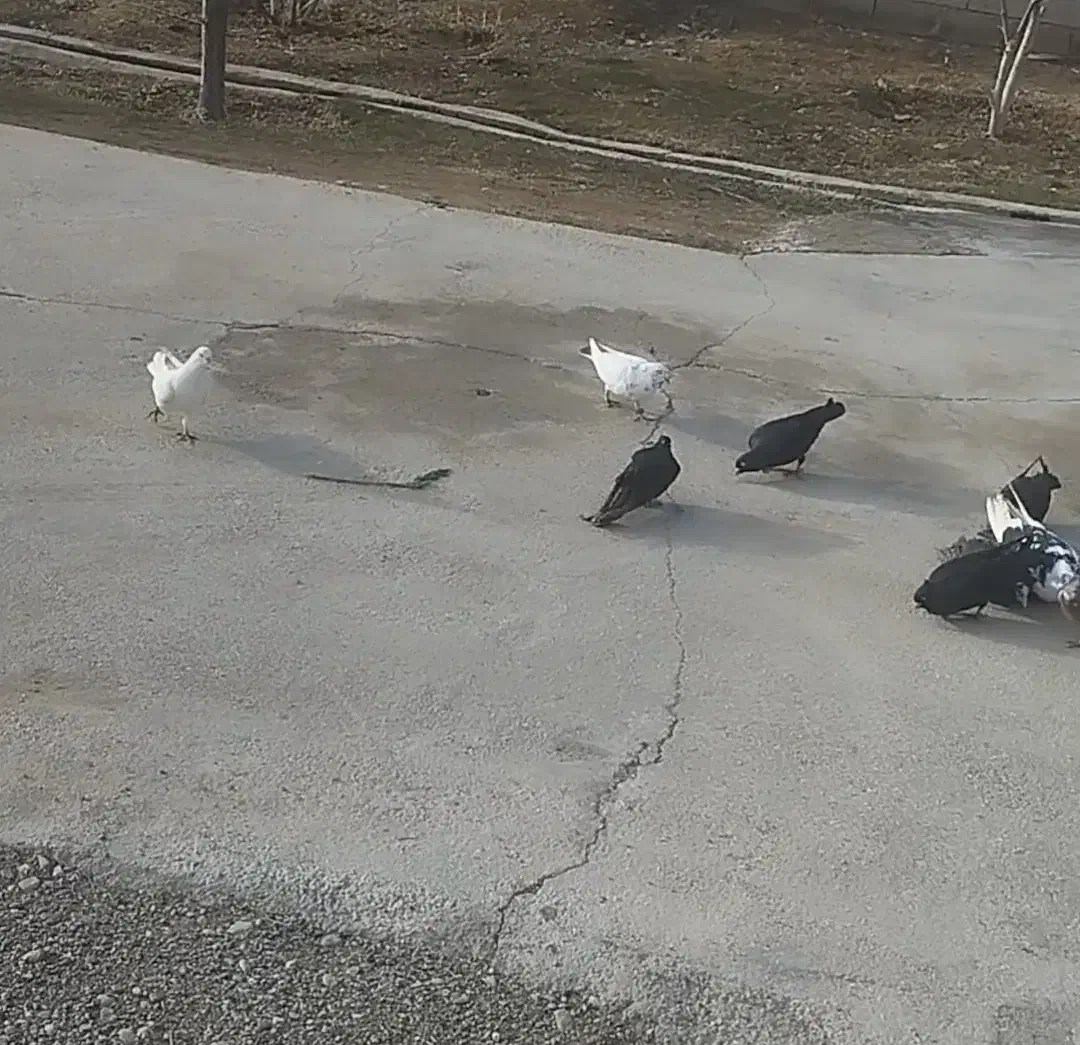 کبوتر . ارزان|پرنده|کشاورز, |دیوار