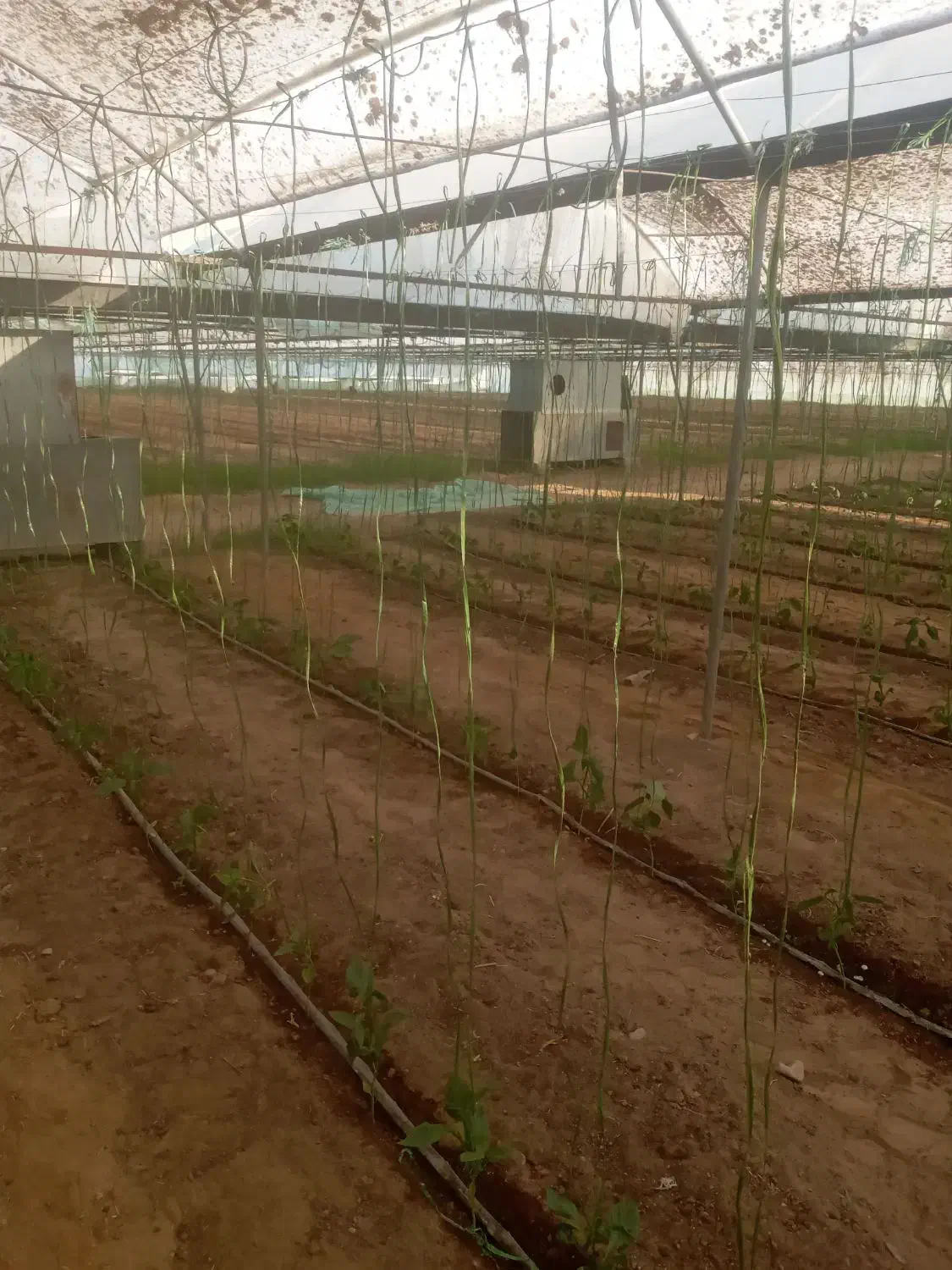 نخبندی گلخانه و پلاستیک کشی در استان کرمان جیرفت|خدمات باغبانی و درختکاری|جیرفت, |دیوار