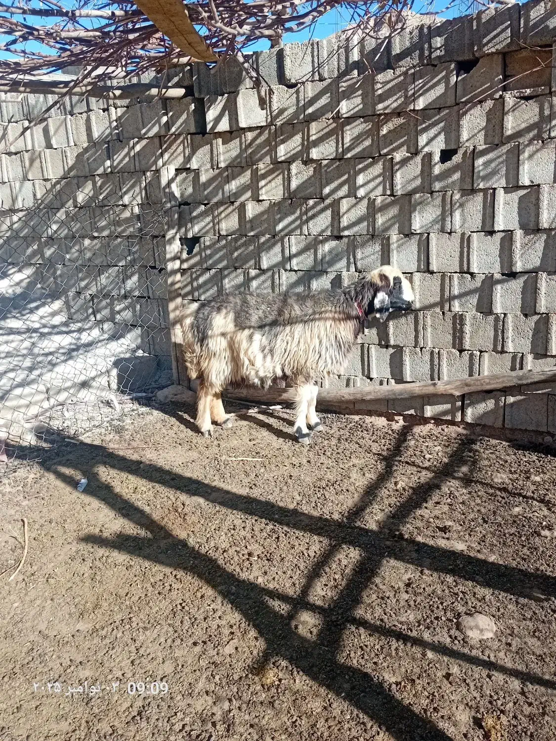 میش داشتی|حیوانات مزرعه|کوهرنگ, |دیوار