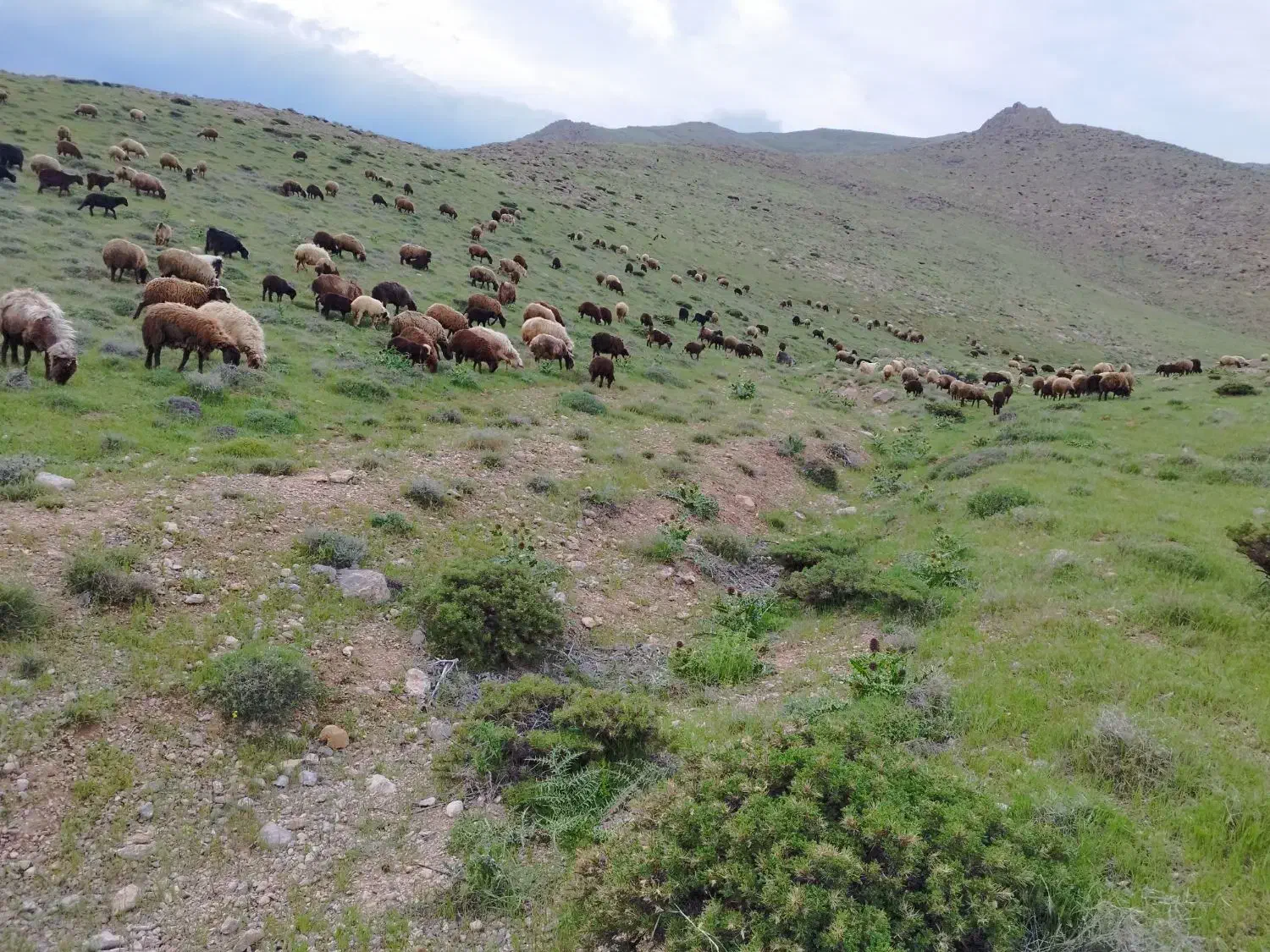 بره نر ماده|حیوانات مزرعه|سیلاخور, |دیوار