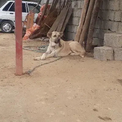 ماده سگ سرابی|سگ|تالش, هشتپر|دیوار