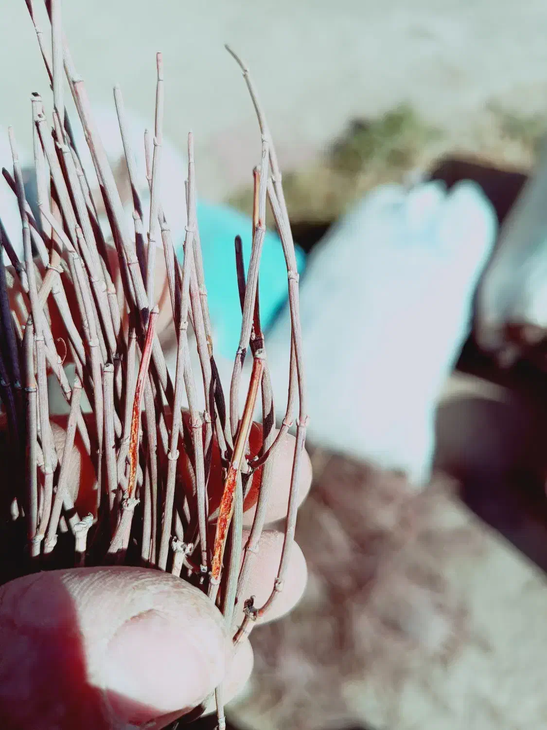 گیاه افدرا|گل و گیاه طبیعی|مشهد, مهدی آباد|دیوار