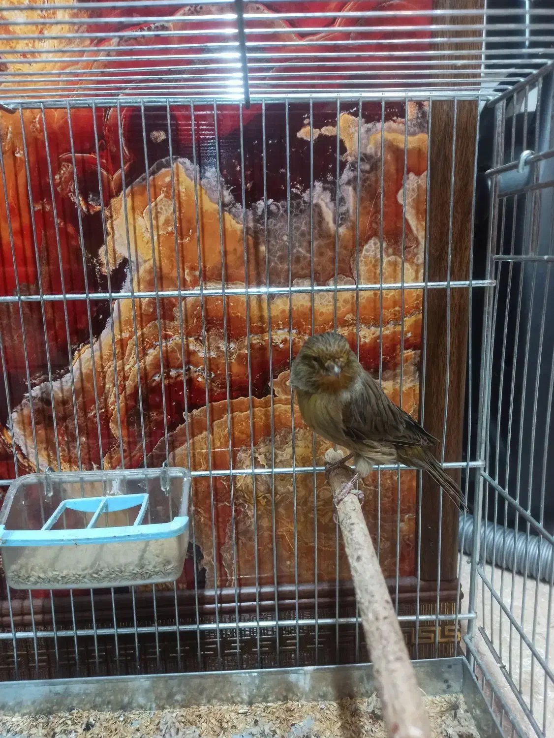 قناری کرست ماده|پرنده|اصفهان, کشاورزی|دیوار