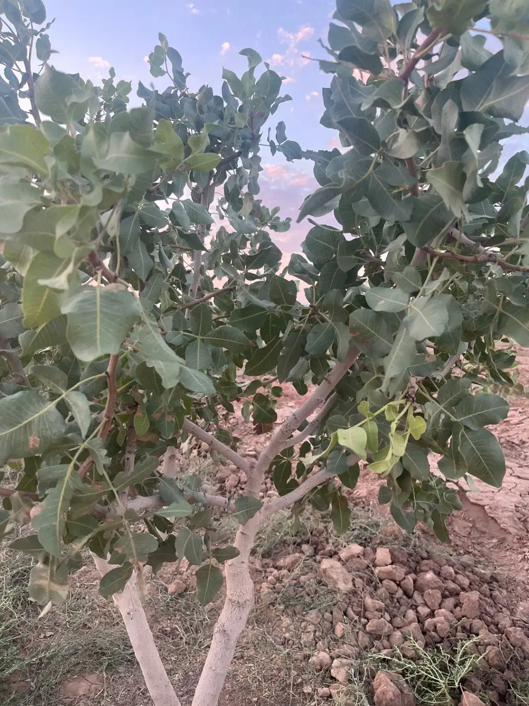 پیوندپسته|خدمات باغبانی و درختکاری|اصفهان, گورت|دیوار