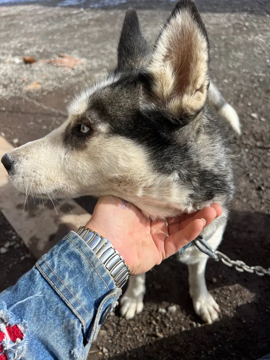 سگ هاسکی|سگ|اردبیل, |دیوار