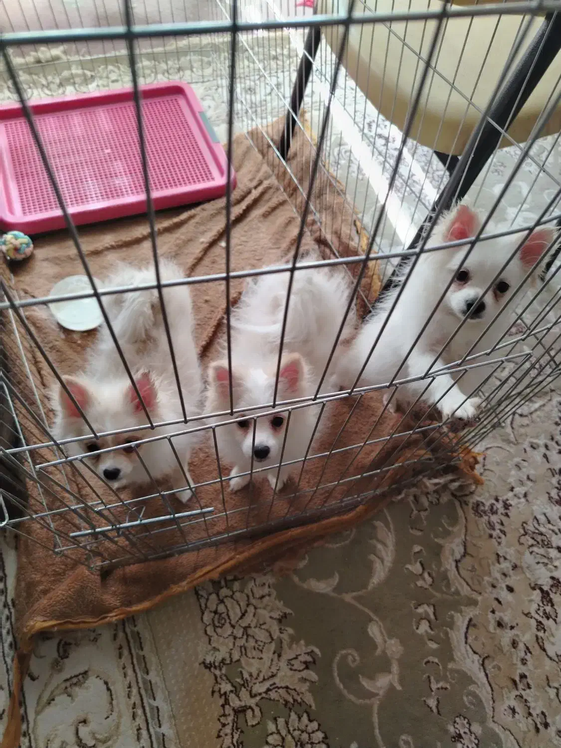 فروش سگ پامر سه ماه|سگ|نجف‌آباد, شهید رجایی|دیوار