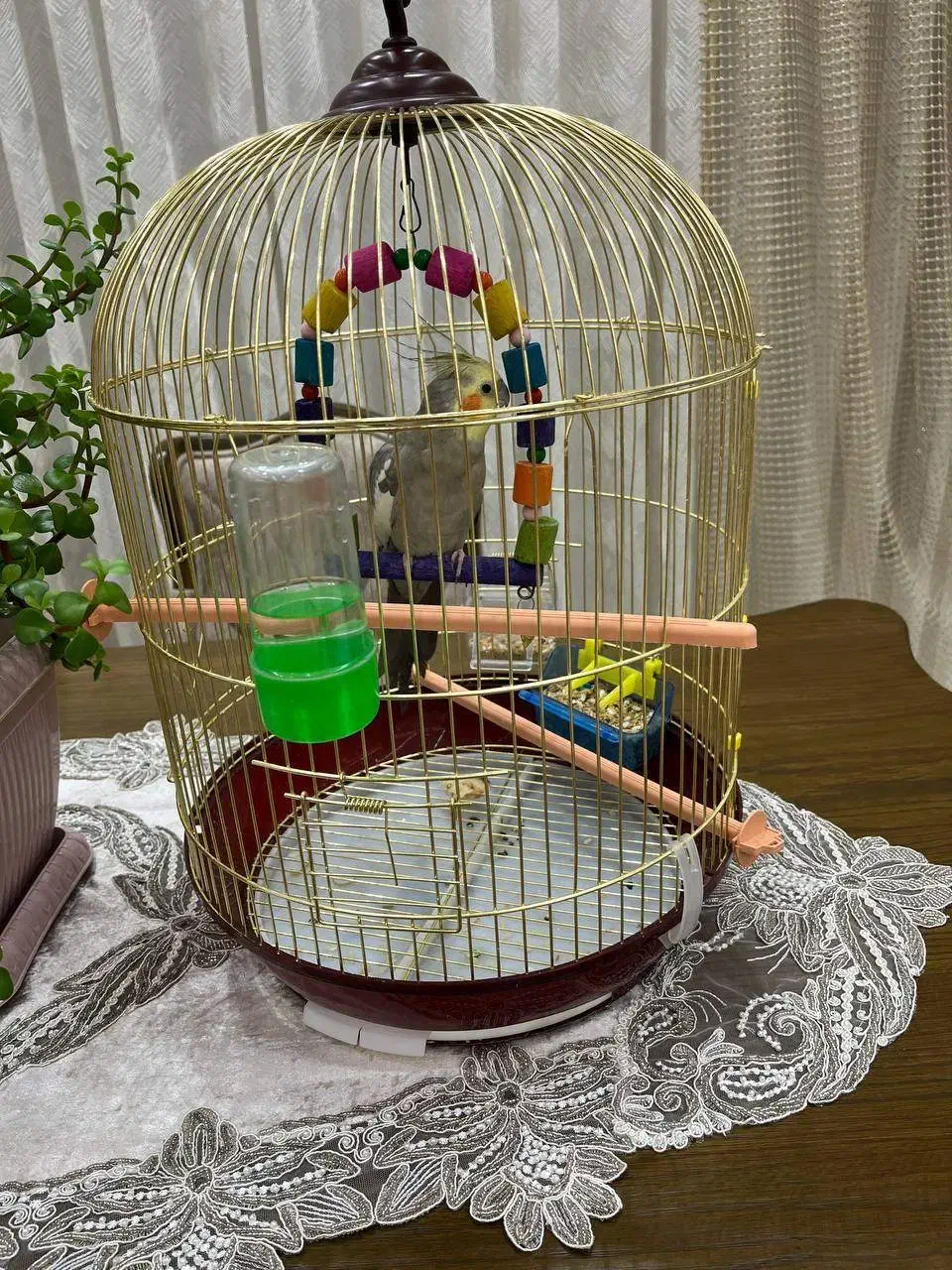 عروس هلندی|پرنده|رزن, |دیوار