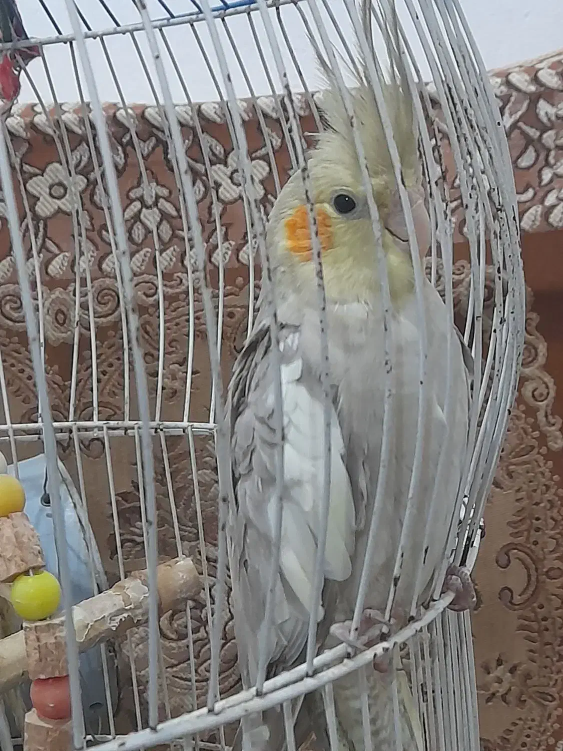 عروس هلندی نر و ماده|پرنده|ضیابر, |دیوار