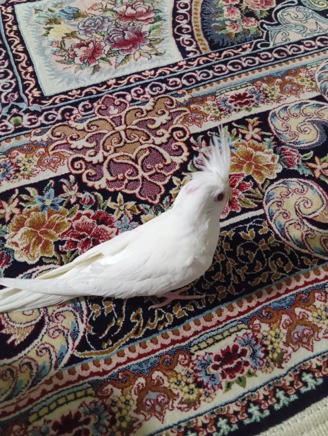 عروس هلندی البینیو|پرنده|بندرعباس, |دیوار