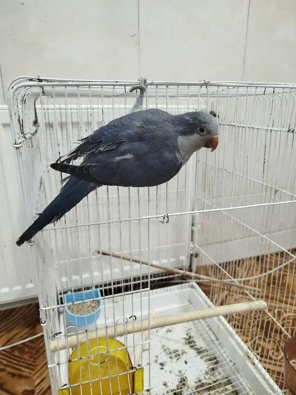 کاملاً دستی فقط یه پاش خرابه|پرنده|میبد, |دیوار