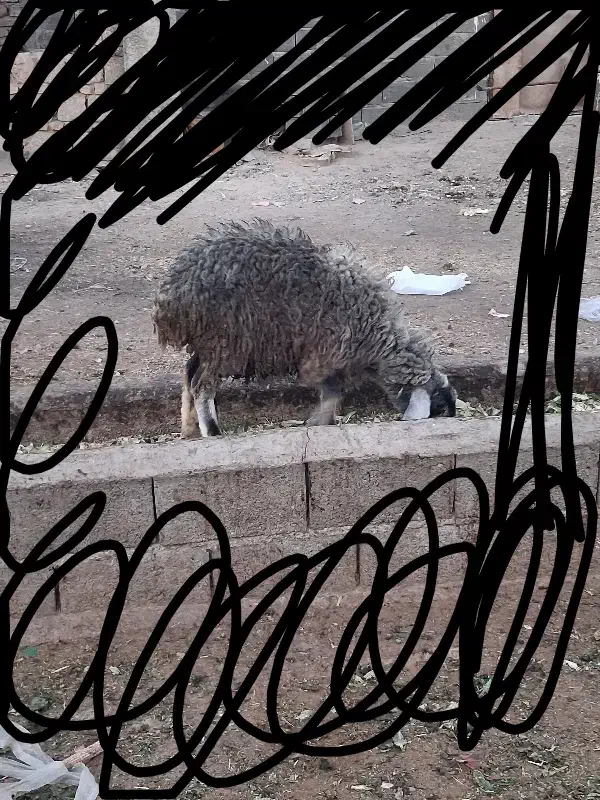 بره نر و ماده سبک وزن|حیوانات مزرعه|محمدشهر, محمدشهر|دیوار