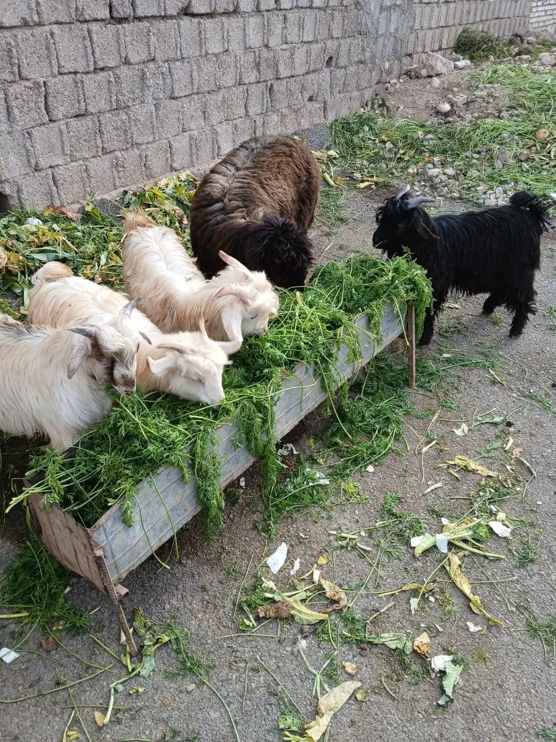 ۴عدد بزغاله|حیوانات مزرعه|دزفول, |دیوار