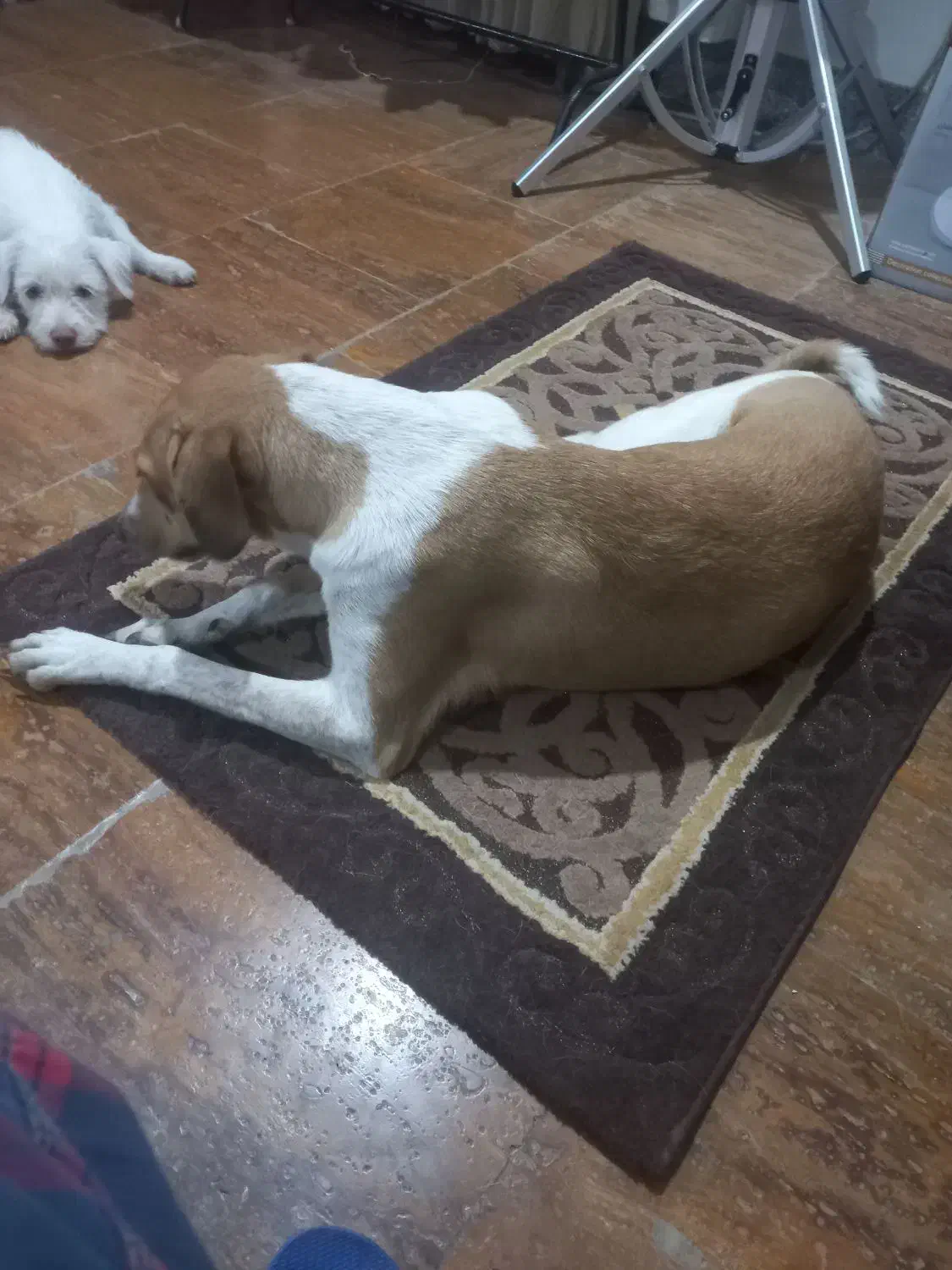 سگ نژاد میکس|سگ|ساری, |دیوار