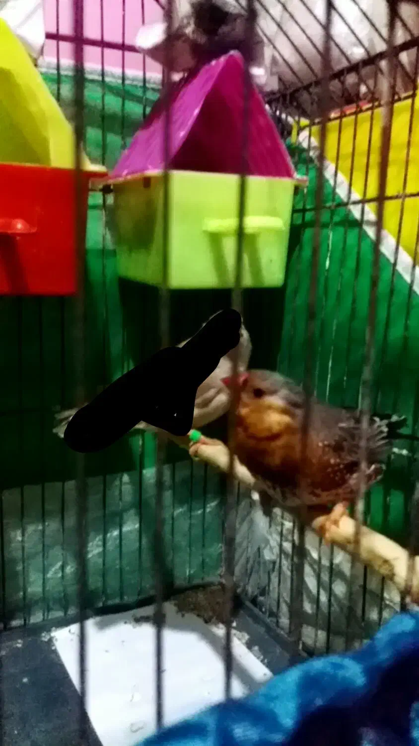 اورنج درجه یک|پرنده|بندر ماهشهر, |دیوار