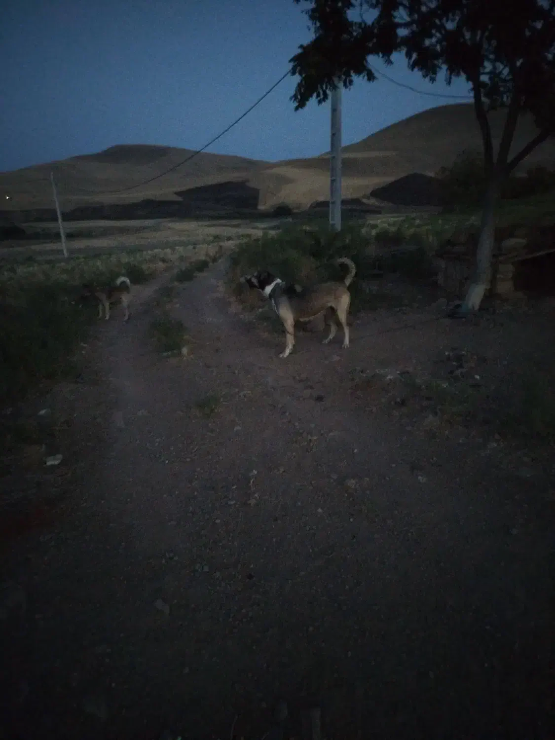 سگ عراقی ماده|سگ|بیله سوار, |دیوار