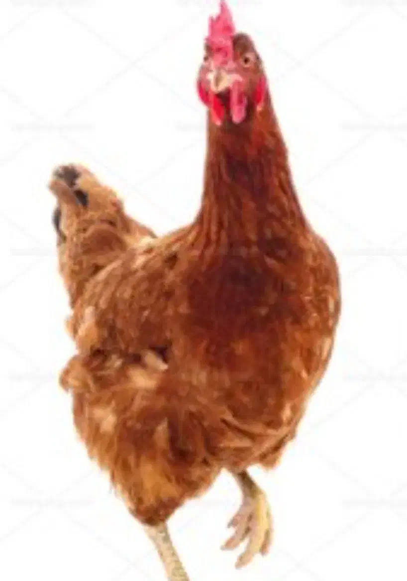 مرغ و خروس محلی|حیوانات مزرعه|مهدی شهر, |دیوار