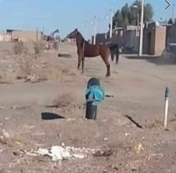 مادیان کرد|حیوانات مزرعه|اردستان, |دیوار