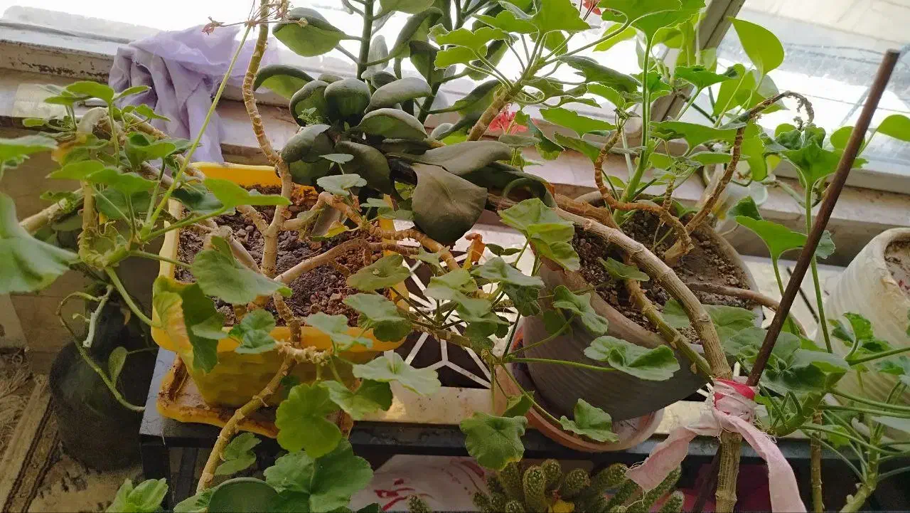 فروش تعدادی گل آپارتمانی|گل و گیاه طبیعی|شاهینشهر, عطار|دیوار