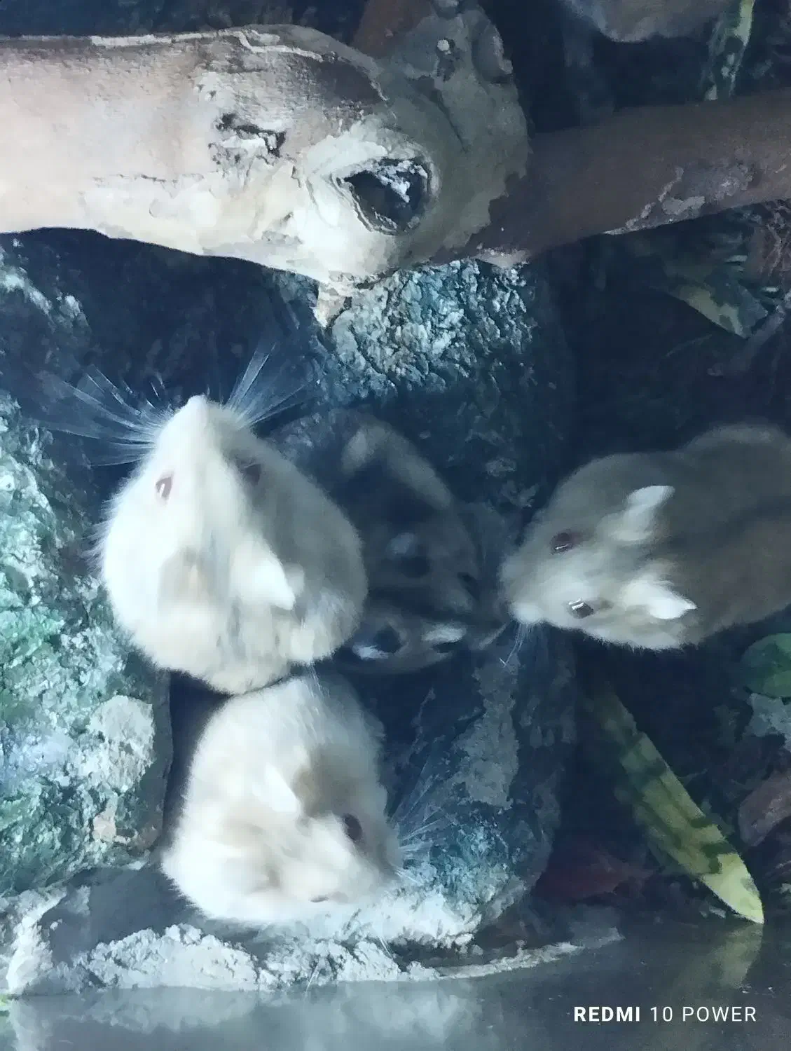 همستر کمپل|موش و خرگوش|تهران, جیحون|دیوار