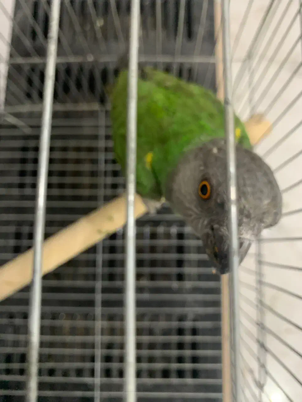 طوطی سنگال|پرنده|مریوان, |دیوار