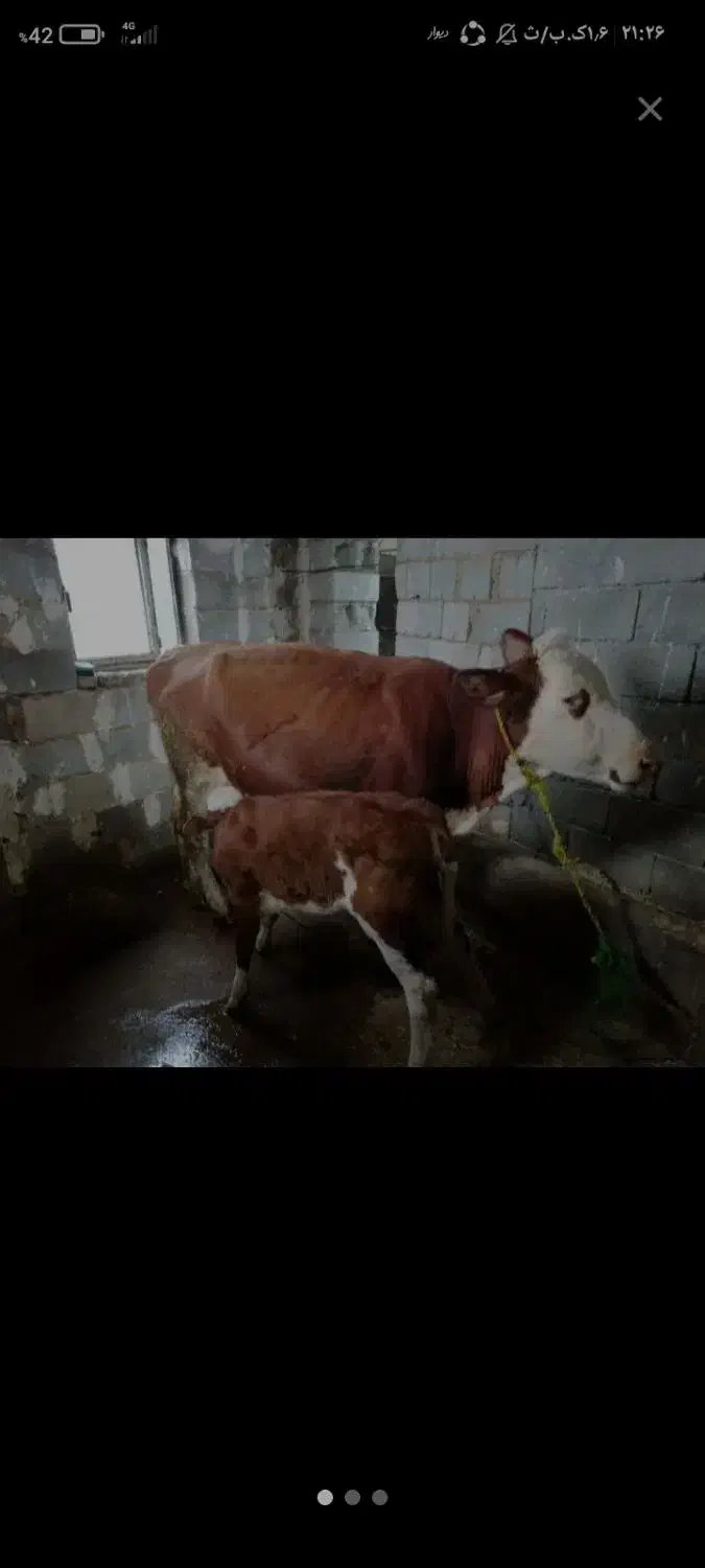 گاو اسینم|حیوانات مزرعه|خاو و میرآباد, |دیوار