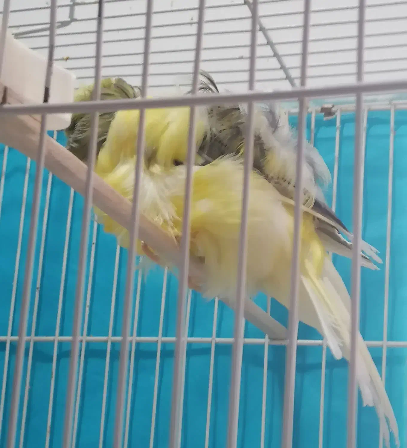 قناری فر آجی نر|پرنده|تربت‌حیدریه, میدان مرکزی|دیوار