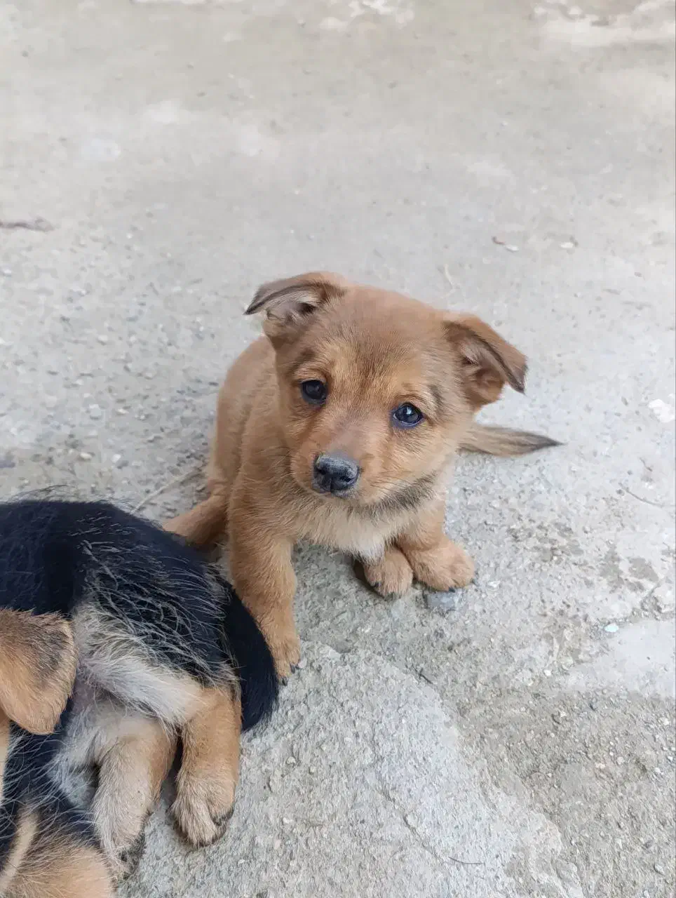 سگ پامر روباهی فروشی هر کدوم یک تومان|سگ|گلوگاه, |دیوار