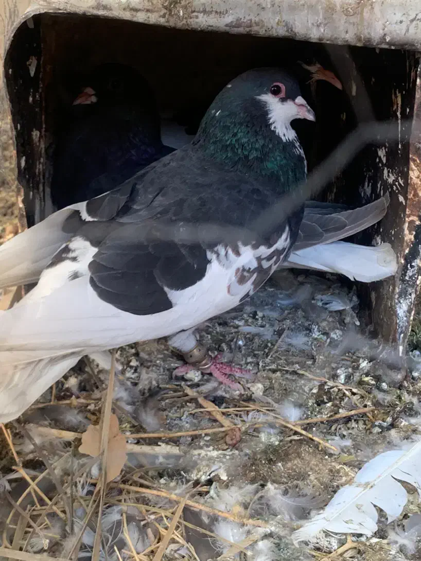 کبوتر شهری گلدار|پرنده|شیراز, کاراندیش|دیوار