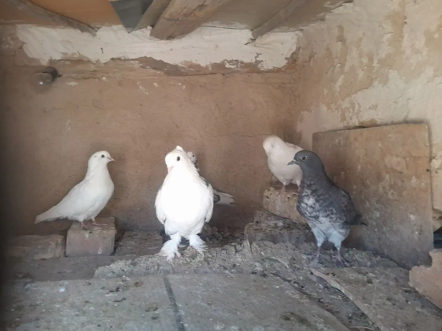 کبوتر|پرنده|گلپایگان, |دیوار
