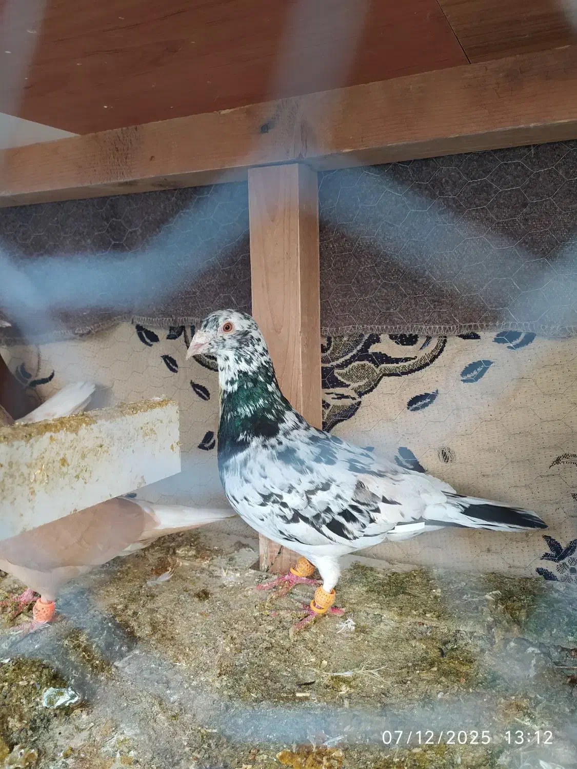 کفتر رنگه کلاغ کربلایی کله سفید و دم سفید|پرنده|تربت‌حیدریه, بهشت عسکری|دیوار