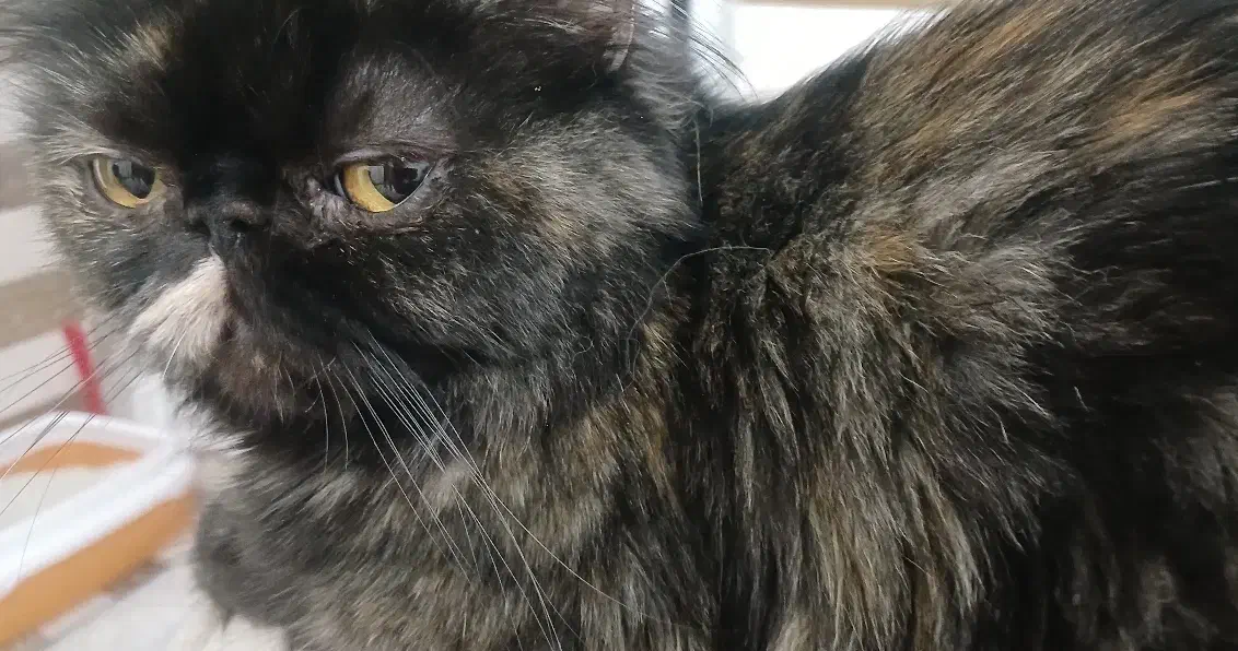 سوپرفلت ماده اساله|گربه|اردبیل, |دیوار