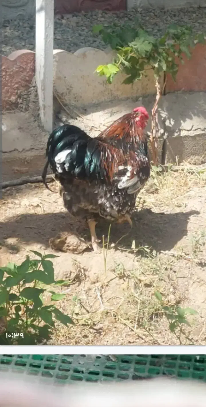 خروس ویاندوت تالبوت یکساله|حیوانات مزرعه|تهران, سازمان آب|دیوار