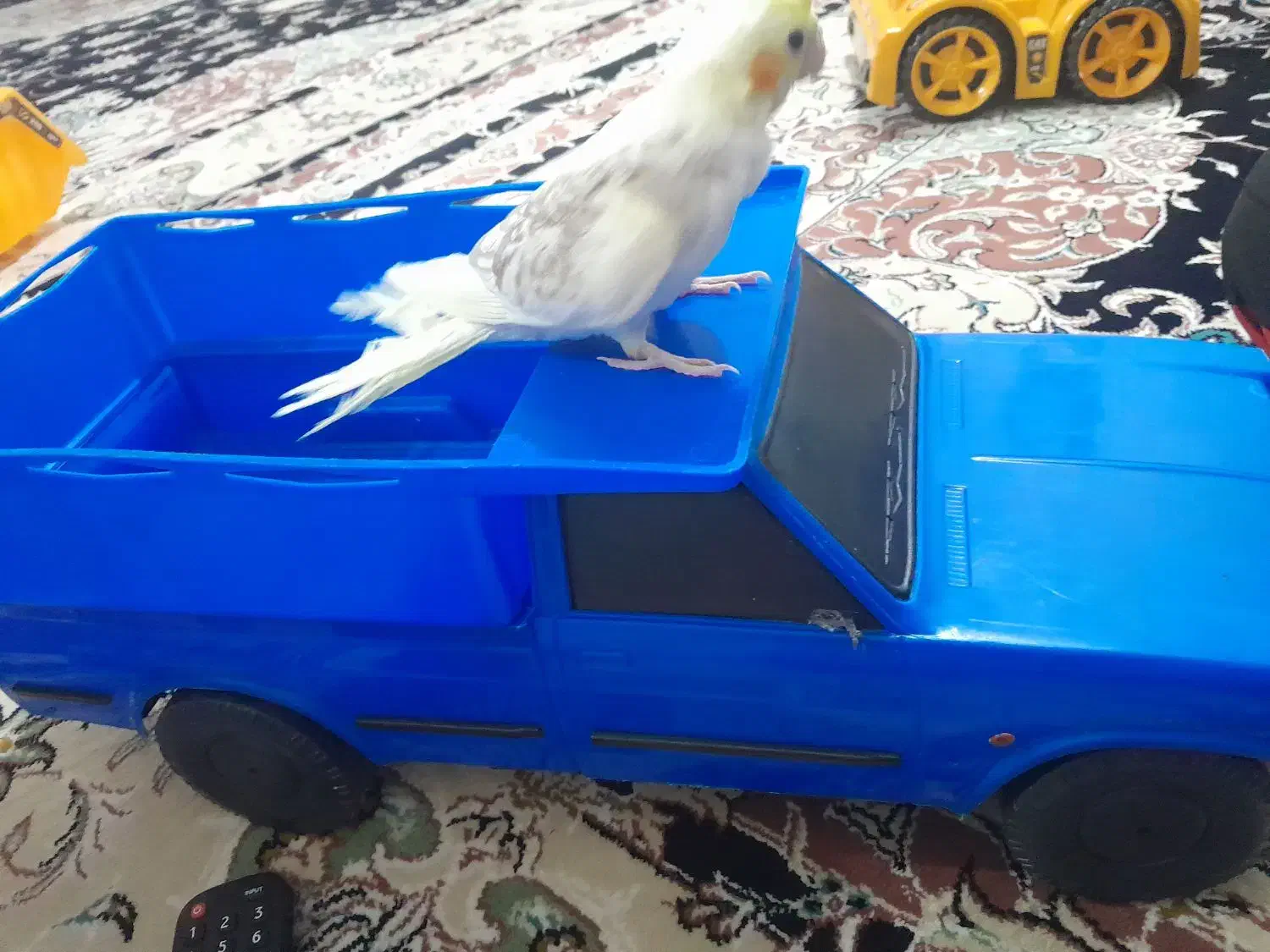 اسباب بازی|اسباب‌‌بازی|مشهد, نوید|دیوار